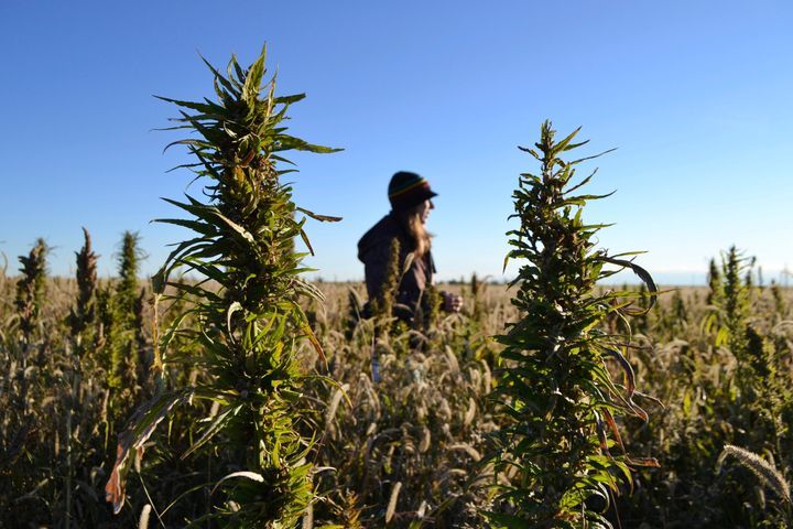 A woman stands in a hemp field at a farm in Springfield, Colo. in this 2013 file photo.