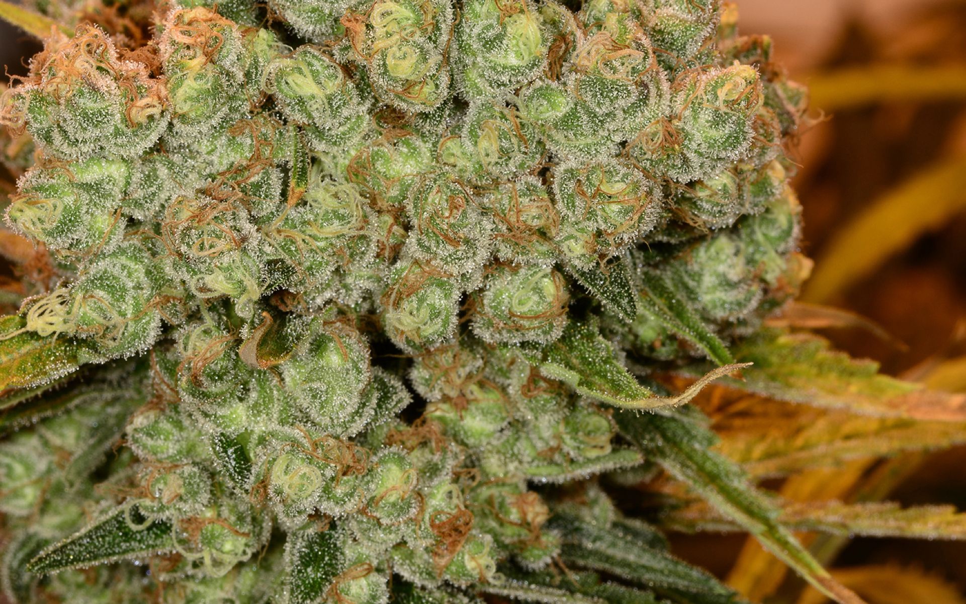 chocolope-cannabis.jpg