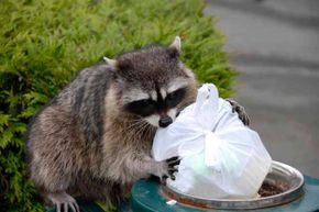 Just because raccoons get their food from the garbage doesn't mean they won't "wash" it before eating.
