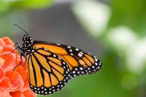 Butterflies use their feet to determine if the plant they have landed on is toxic.
