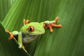 Did you know that many tree frogs freeze in the winter and "spring" back to life in the warmer months? That's just one of our amazing animal facts. See more amphibian pictures.