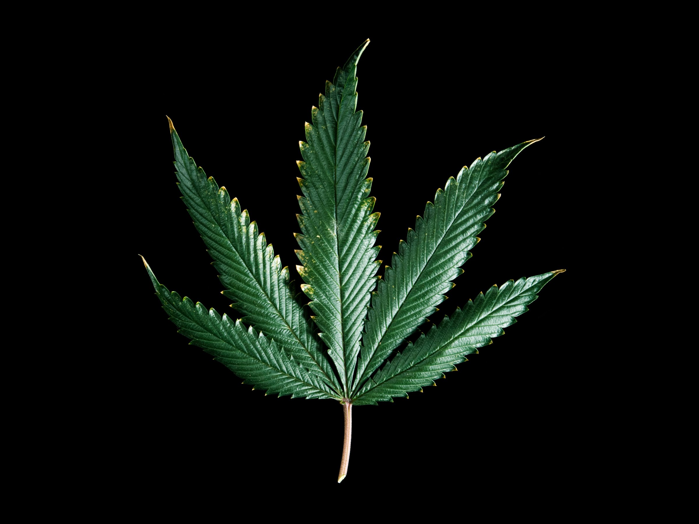 MarijuanaTA-92630655.jpg