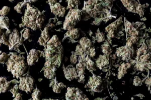 Image of marijuana buds