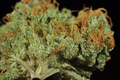 Blue Dream Cannabis Strain History and Information