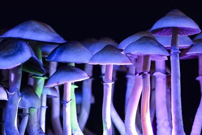 Will Psychedelic Reform Catch Up to Cannabis?