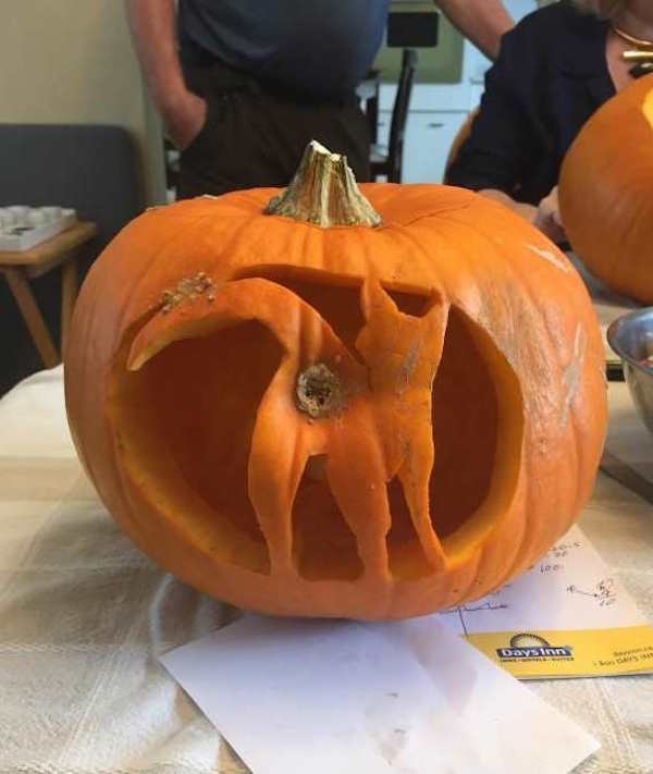 the-best-funny-pictures-of-pumpkin-cat-butthole.jpg