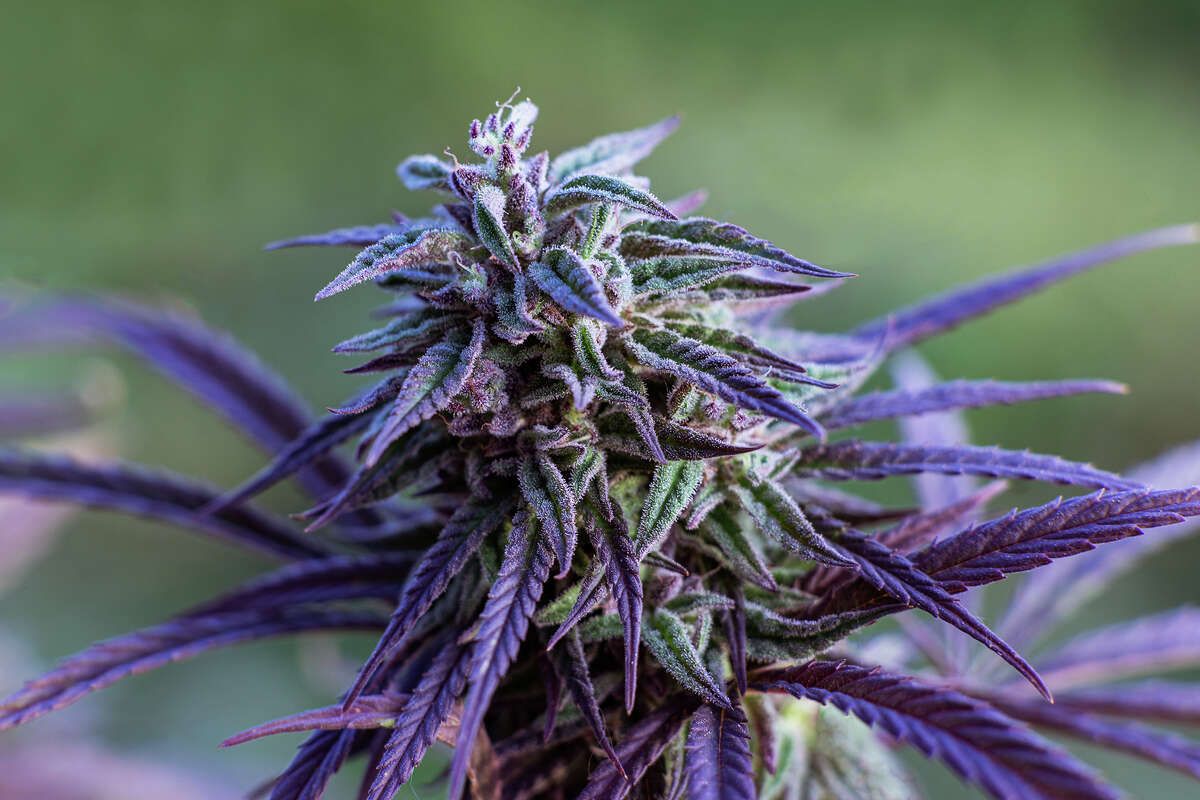 FILE: A purple cannabis plant grows at an outdoor farm. There’s evidence that purple varieties of cannabis might be able to fight a severe crop disease currently affecting pot farms.