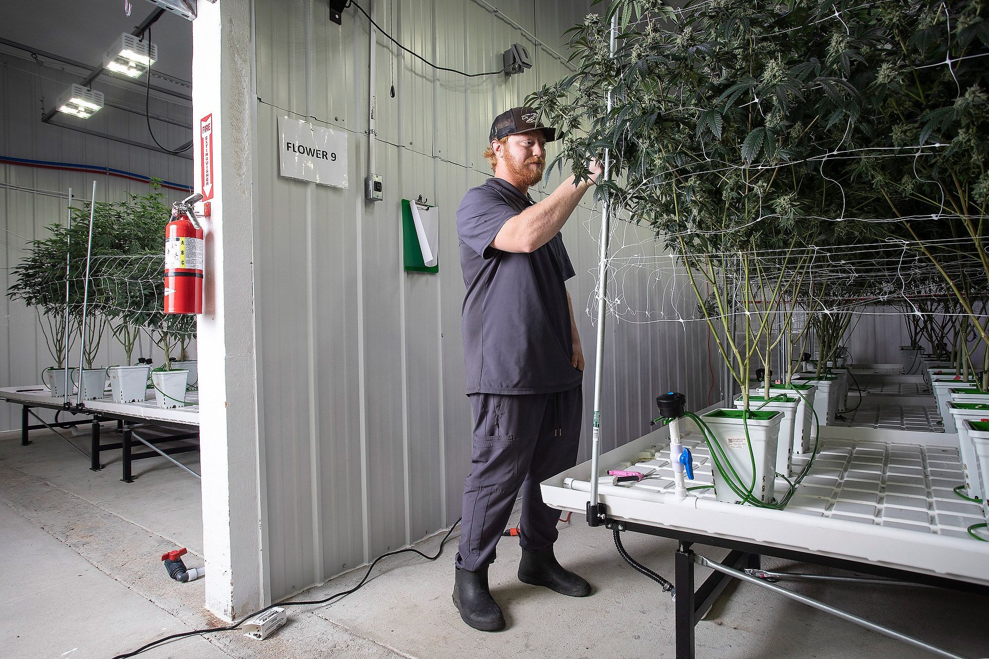 Jake Zoellner tends to marijuana plants at the Rockin Z Ranch south of Tulsa, Oklahoma. The farm formerly bred horses and the barn has been converted into an indoor grow facility.