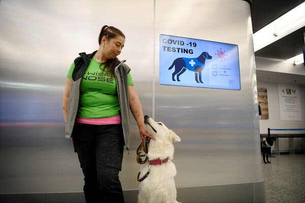 One of the dogs trained to detect the coronavirus with its trainer at the Helsinki airport.