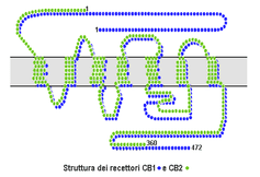 237px-Cb1_cb2_structure.png