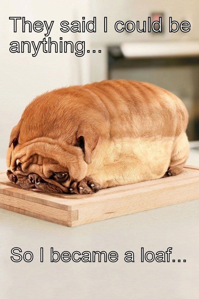 dog-funny-meme-loaf-dog.jpg