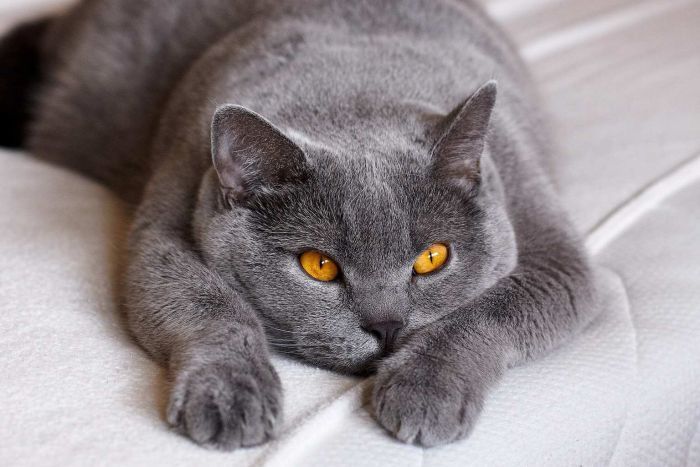 A grey cat lying on a bed.