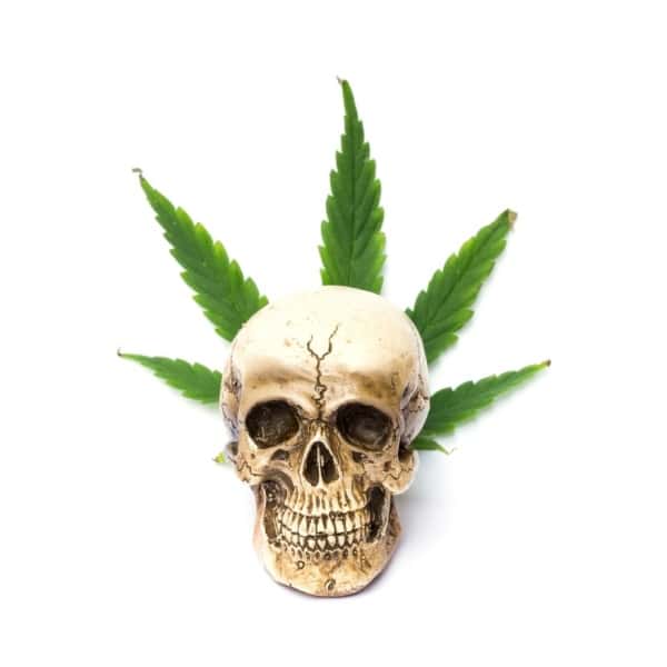 www.cannabisplace.com.au