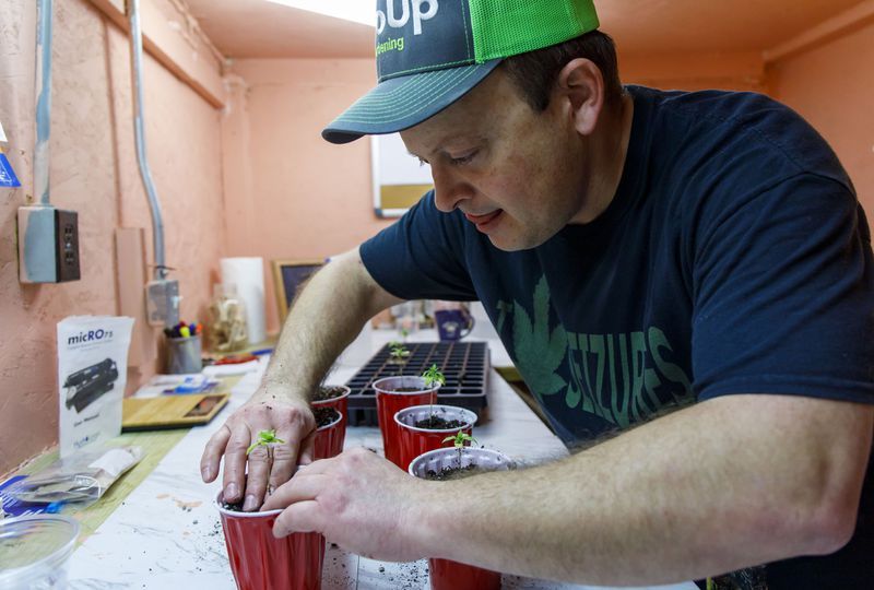 David Kurfman works with marijuana seedlings in his basement grow room.