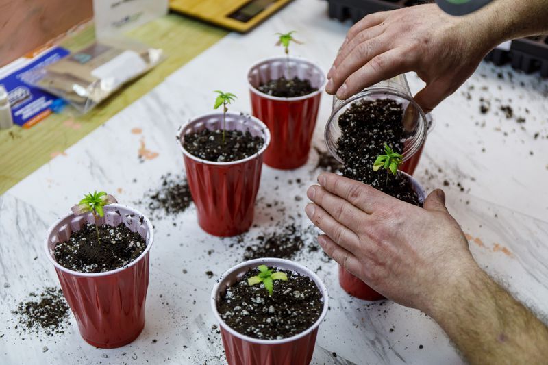 David Kurfman transplants seedlings to bigger pots at his home in Mount Sterling, Illinois.
