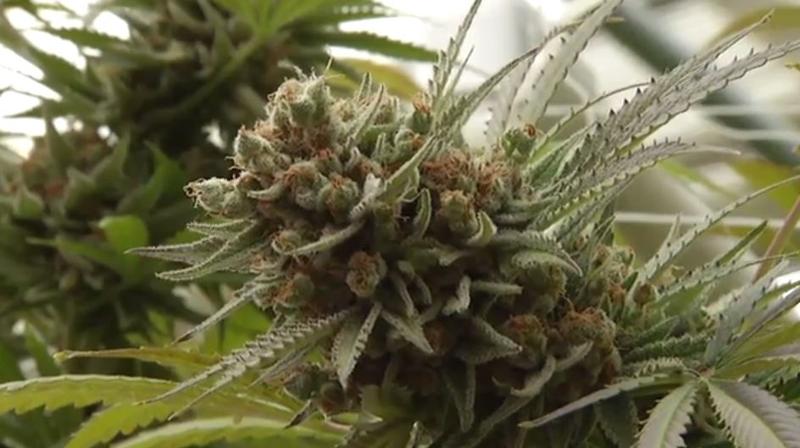 Recreational marijuana in NM: Why did it fail? Where does it go from here?