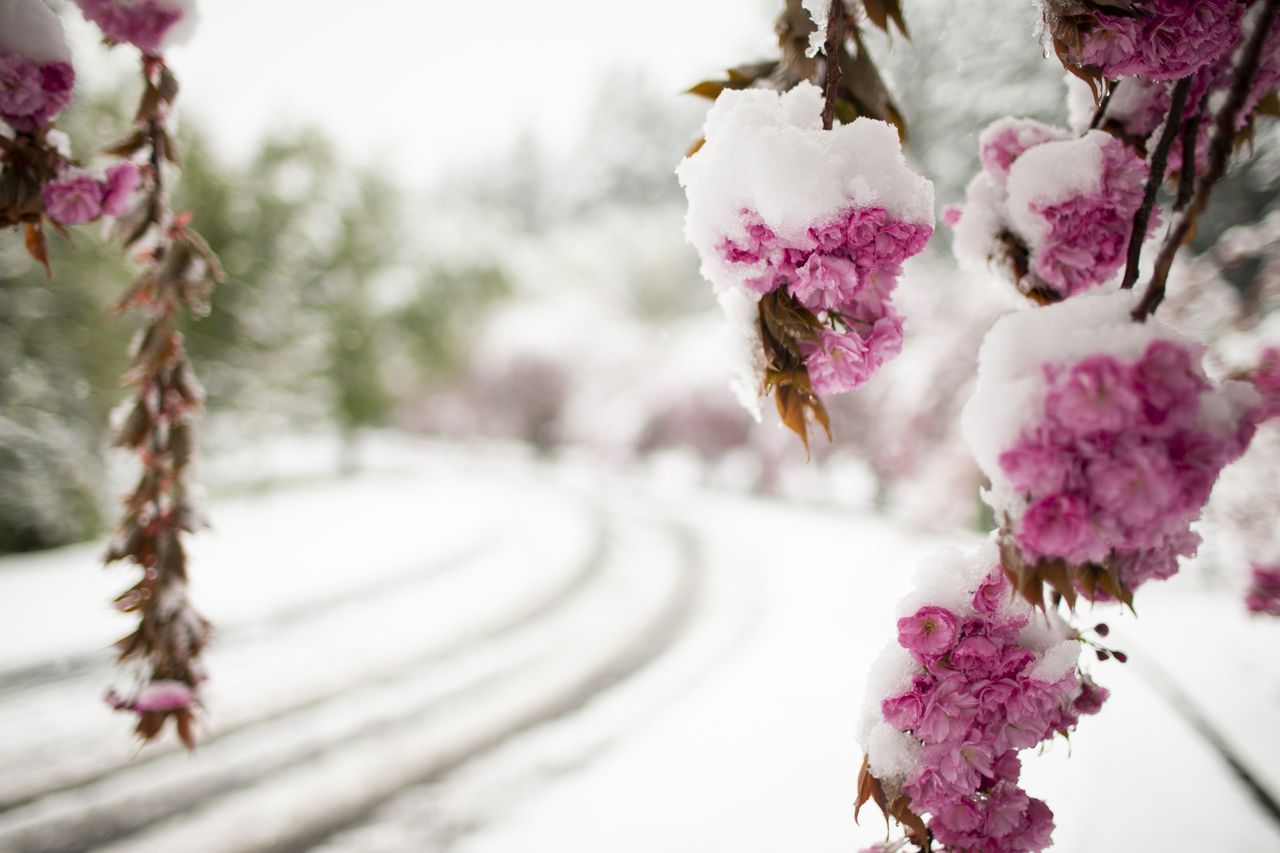 Pink tree flowers covered in snow are in the foreground, while a snow-covered road in soft focus is in the background