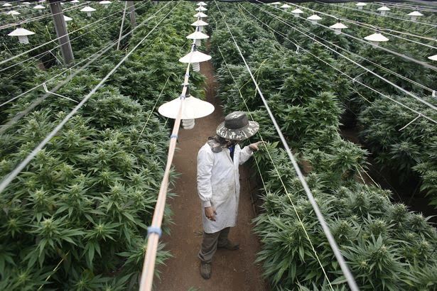 0_FILE-PHOTO-An-employee-checks-cannabis-plants-at-a-medical-marijuana-plantation-in-northern-Israel.jpg
