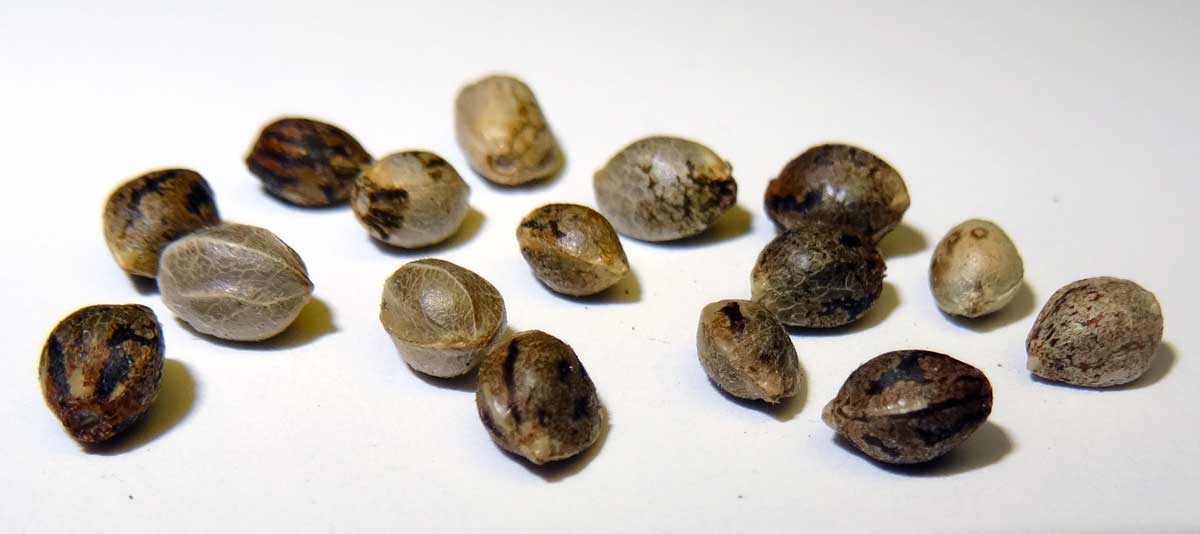 feminized-cannabis-seeds.jpg