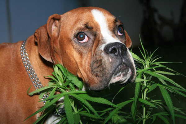 dog-and-weed-1.jpg