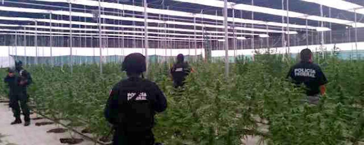 Why-Are-Mexican-Cartels-Giving-Up-Growing-Marijuana-7.jpg